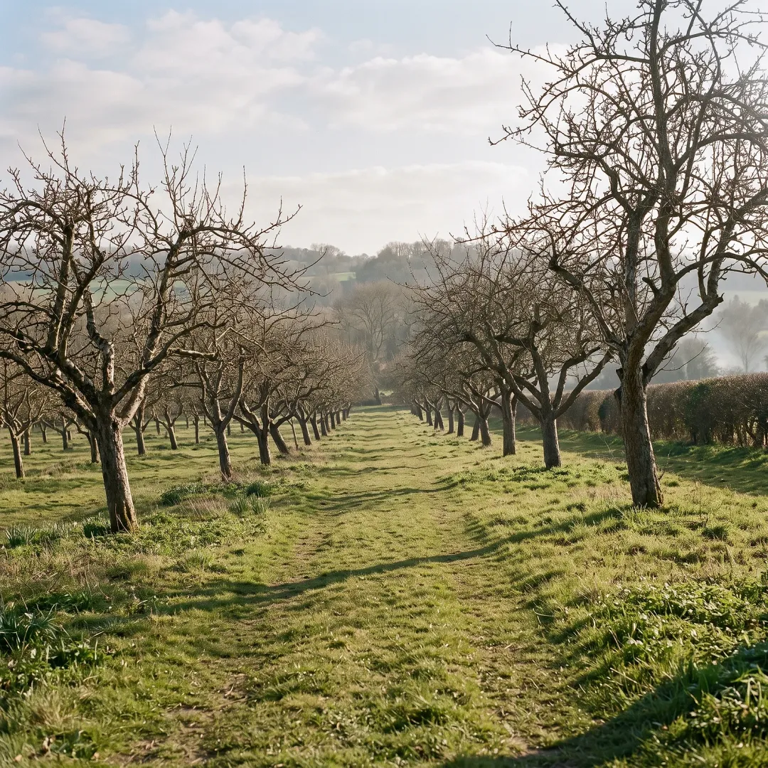 An orchard at rest in late afternoon, long shadows across mown grass, warm hazy light. AI-generated image.